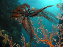 Crinoid

Extreme Wide-Angle Lens by Steve Andrews 